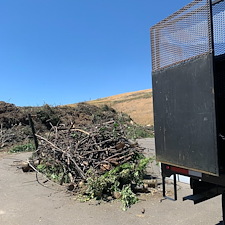 Tree-and-Brush-Removal-in-Pullman 2